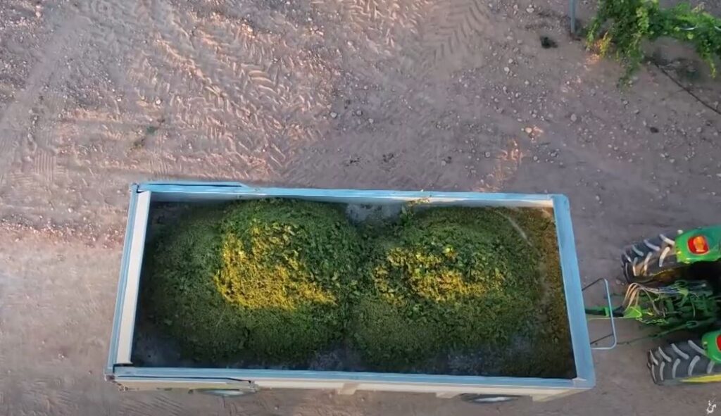 Fotografía de las primeras variedades vendimiadas con imagen de drone, en la pasada vendimia 2024