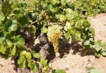 Variedad Airén en cepa de secano