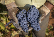 Vendimia de la variedad Tempranillo en DO La Mancha