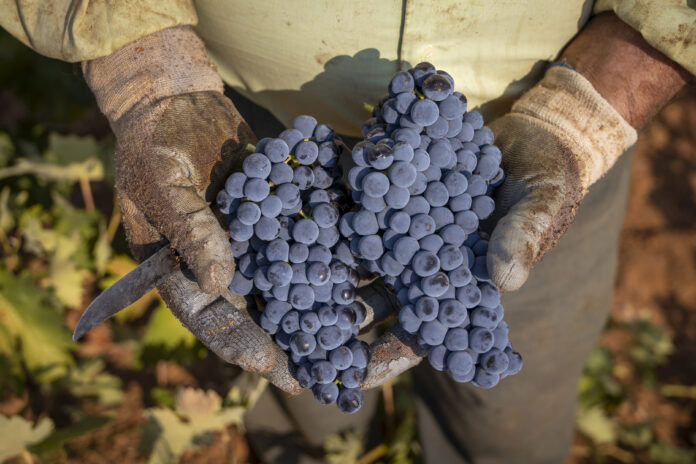 Vendimia de la variedad Tempranillo en DO La Mancha