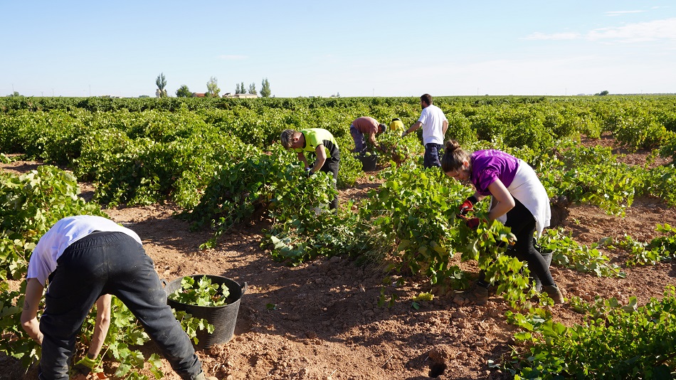 Cuadrilla de vendimiadores en DO La Mancha