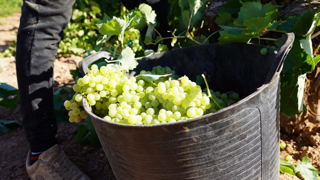 La variedad Airén es la autóctona en DO La Mancha