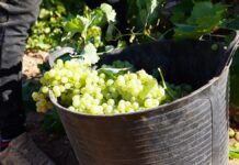 La variedad Airén es la autóctona en DO La Mancha