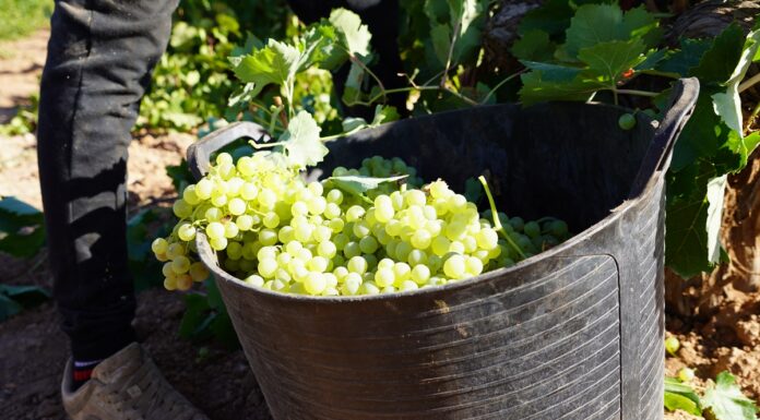 La variedad Airén es la autóctona en DO La Mancha