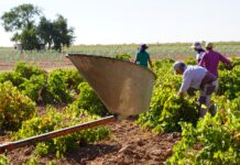 La recogida del Airén marca la vendimia generalizada