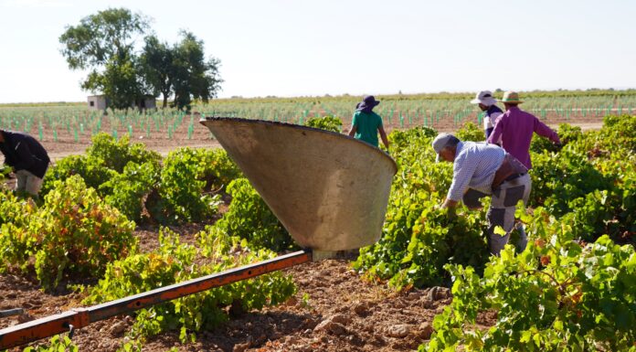 La recogida del Airén marca la vendimia generalizada