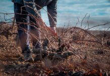 Tiempos de poda en el viñedo en la Denominación de Origen La Mancha. Labores de poda en La Mancha