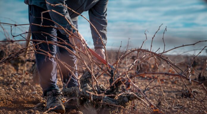 Labores de poda en La Mancha