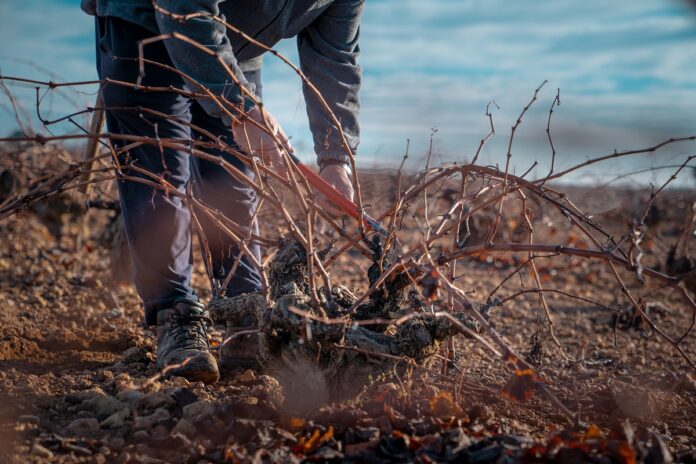 Labores de poda en La Mancha Labores de poda en La Mancha