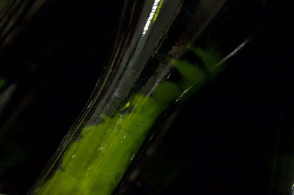 Levaduras en el cuello de la botella de un espumoso