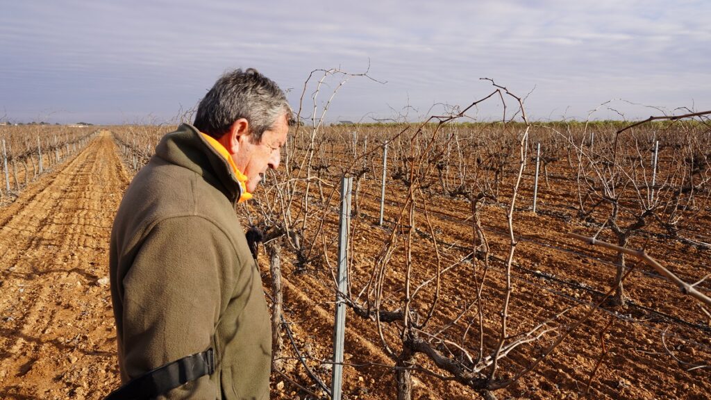 Miguel Casero, vocal y agricultor, observa el viñedo en espaldera