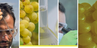 ¿Vivir 150 años gracias a la uva Airén? Vivir 150 años gracias a la uva Airén