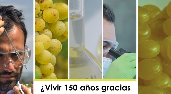 Vivir 150 años gracias a la uva Airén