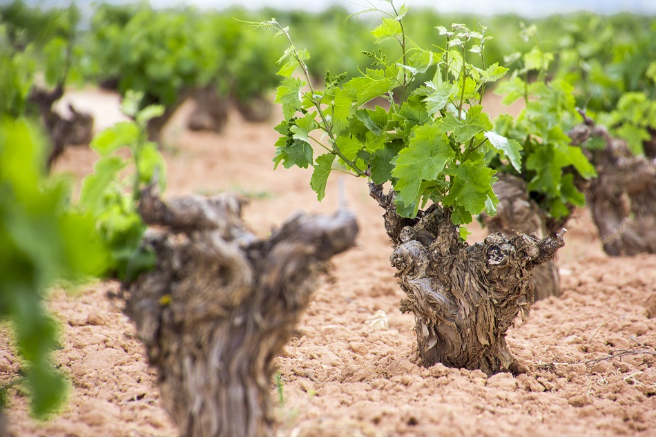 El viñedo en La Mancha