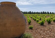 El viñedo en vaso sigue siendo mayoritario en DO La Mancha
