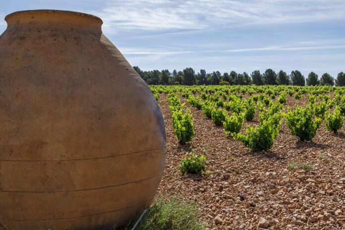 El viñedo en vaso sigue siendo mayoritario en DO La Mancha