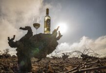 El Consejo Regulador de la DO La Mancha califica la añada 2025 como EXCELENTE La Añada 2025 calificada como Excelente