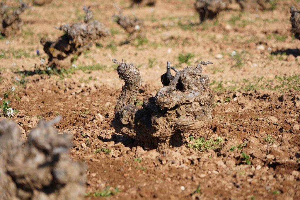 El laboreo permite una oxigneción orgánica de los sulos