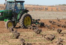 El laboreo se realiza a finales de invierno en la viña