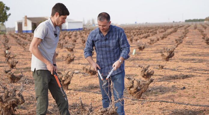 Jorge Jaramillo y la poda en la viña Airén. El periodista de CMM conoce eEl periodista de CMM conoce en primera persona la poda del airénn primera persona la poda del airén