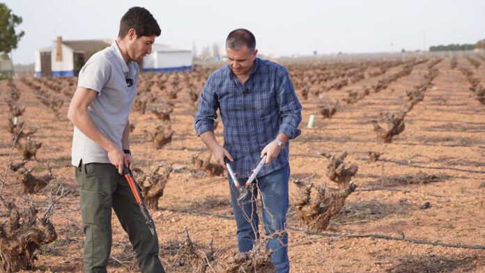 El periodista de CMM conoce eEl periodista de CMM conoce en primera persona la poda del airénn primera persona la poda del airén