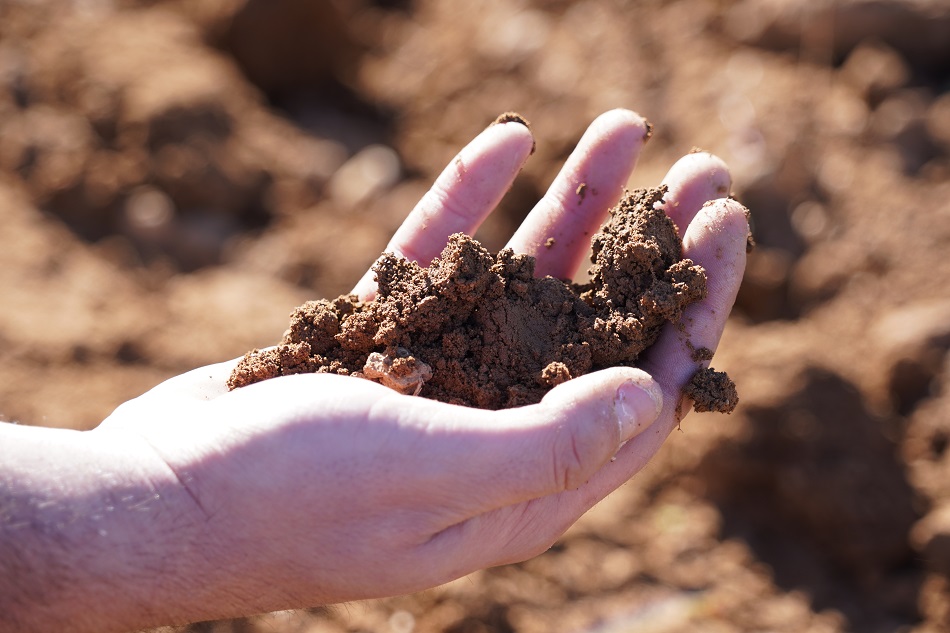 El laboreo se realiza a finales de invierno en la viña