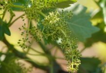 Algunos racimos todavía presentan rastros de la floración