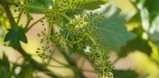 Algunos racimos todavía presentan rastros de la floración