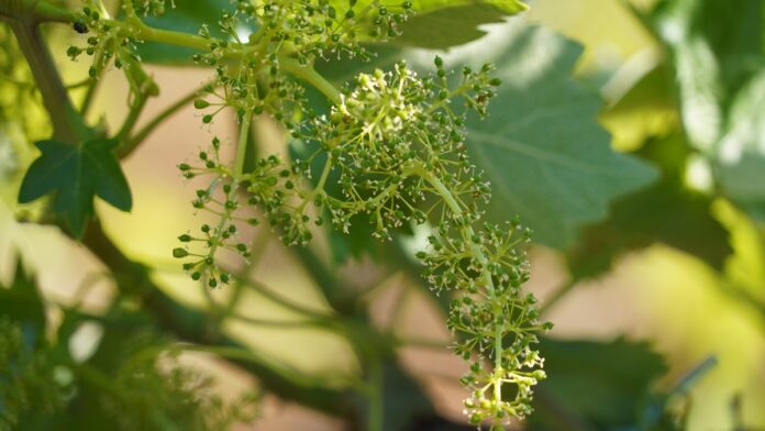 Algunos racimos todavía presentan rastros de la floración