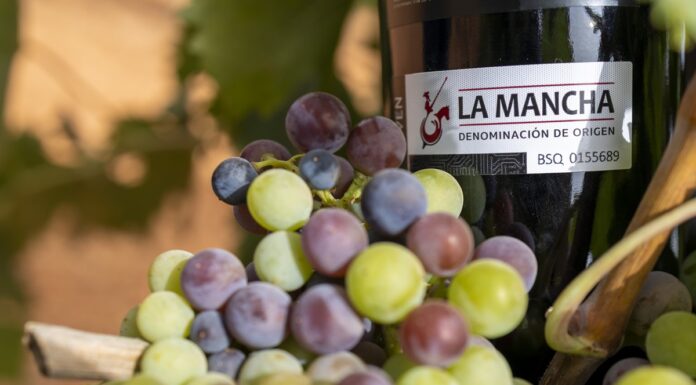 Recta final para el comienzo de la vendimia 2026 en DO La Mancha. El envero marca el periodo clave de maduración de la uva