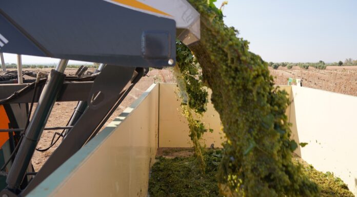 La vendimia 2026 arranca en DO La Mancha con la Chardonnay. Son variedades recogidas de manera mecanidada