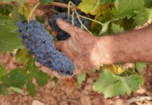 La Cencibel de La Mancha ya se recoge en la vendimia 2026. La variedad Cencibel ya se vendimia en La Mancha