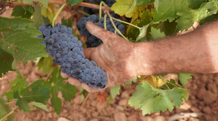 La Cencibel de La Mancha ya se recoge en la vendimia 2026. La variedad Cencibel ya se vendimia en La Mancha