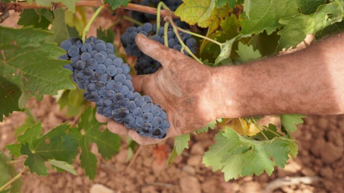 La variedad Cencibel ya se vendimia en La Mancha La variedad Cencibel ya se vendimia en La Mancha