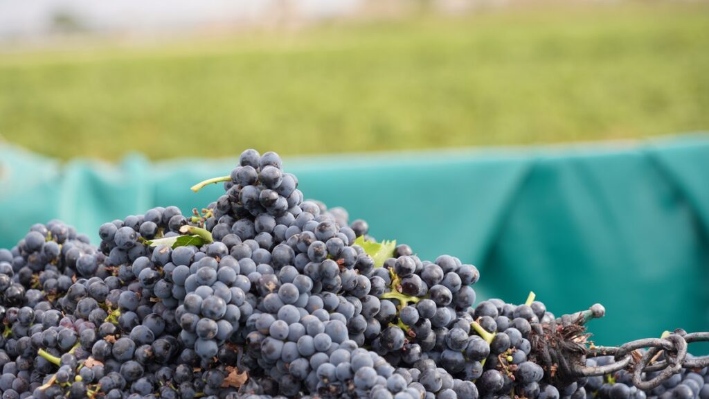 La variedad Tempranillo es la primera que se vendimia en las tintas de La Mancha