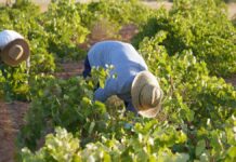 Cuadrillas de vendimiadores recogen la variedad Airén en La Mancha