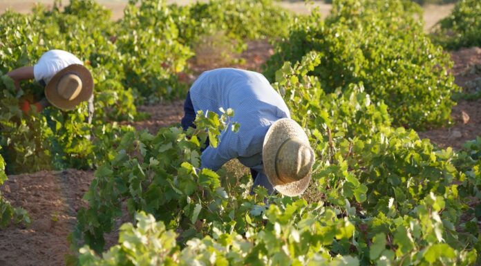 Cuadrillas de vendimiadores recogen la variedad Airén en La Mancha