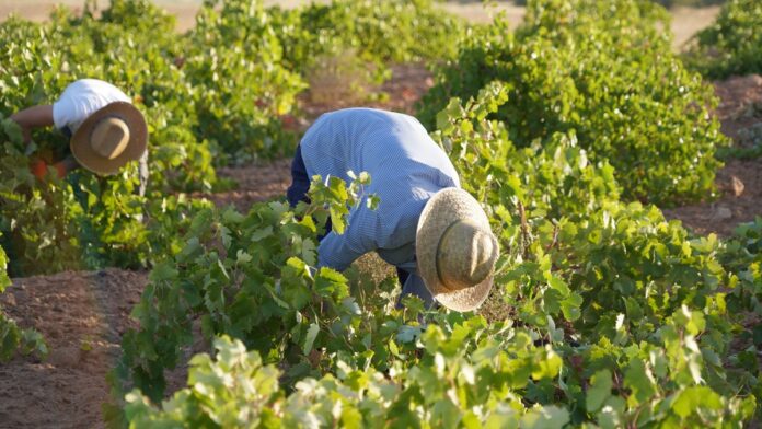 Cuadrillas de vendimiadores recogen la variedad Airén en La Mancha Cuadrillas de vendimiadores recogen la variedad Airén en La Mancha