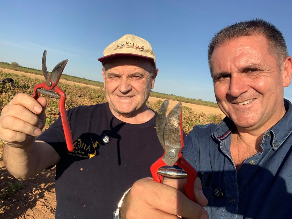 Jaramillo participa en la vendimia Airén