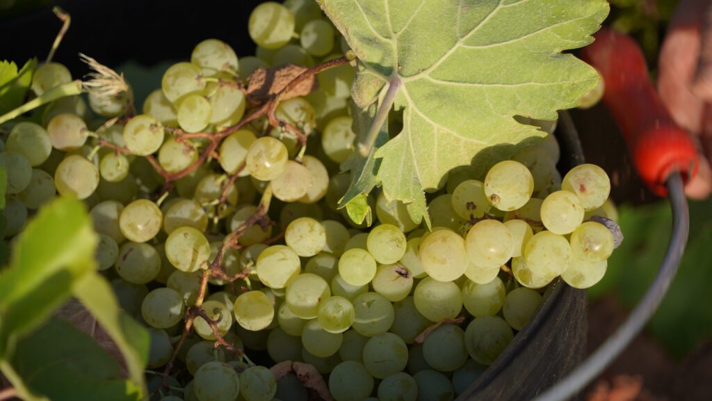 La blanca Airén ha sido la variedad que mejor ha soportado los rigores del verano