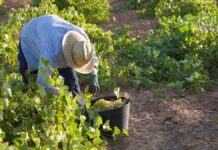 DO La Mancha afronta la fase final de la vendimia 2026. Un vendimiador recoge uva Airén en esta vendimia 2026