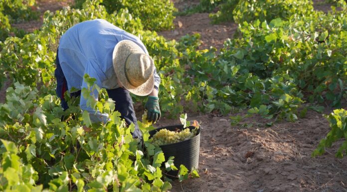 DO La Mancha afronta la fase final de la vendimia 2026. Un vendimiador recoge uva Airén en esta vendimia 2026